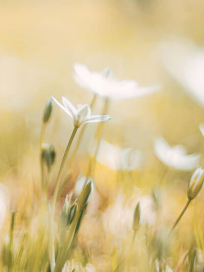 Afbeelding van mijn psychologenpraktijk nabij Leiden